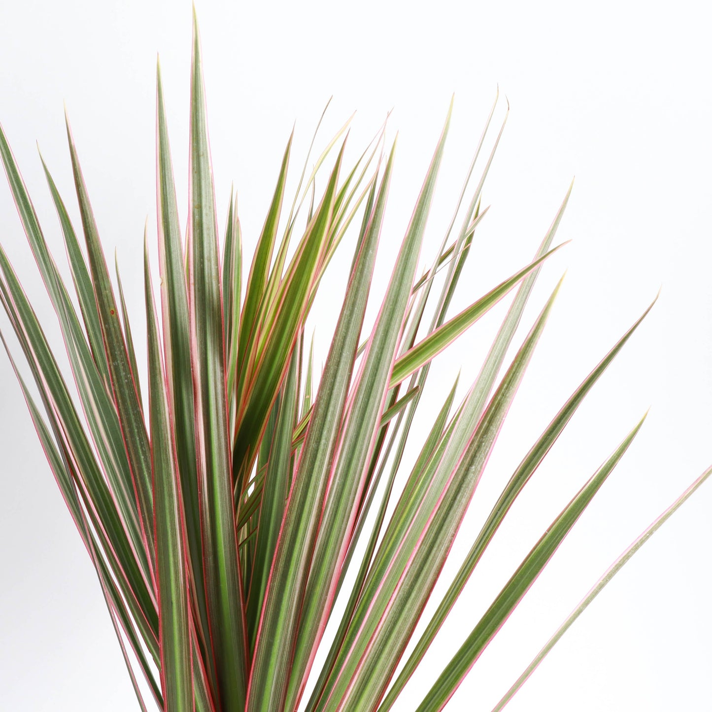 Dracaena Marginata, Dragon Tree - Live Plant