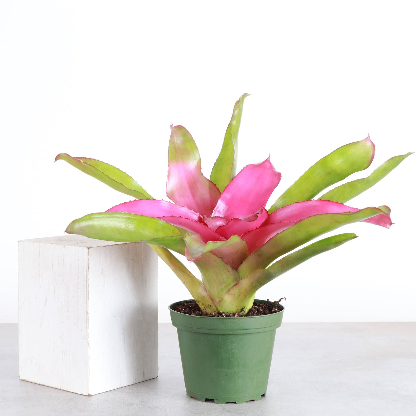 Bromeliad Neoregelia 'Neos' - Live Plant - Assorted
