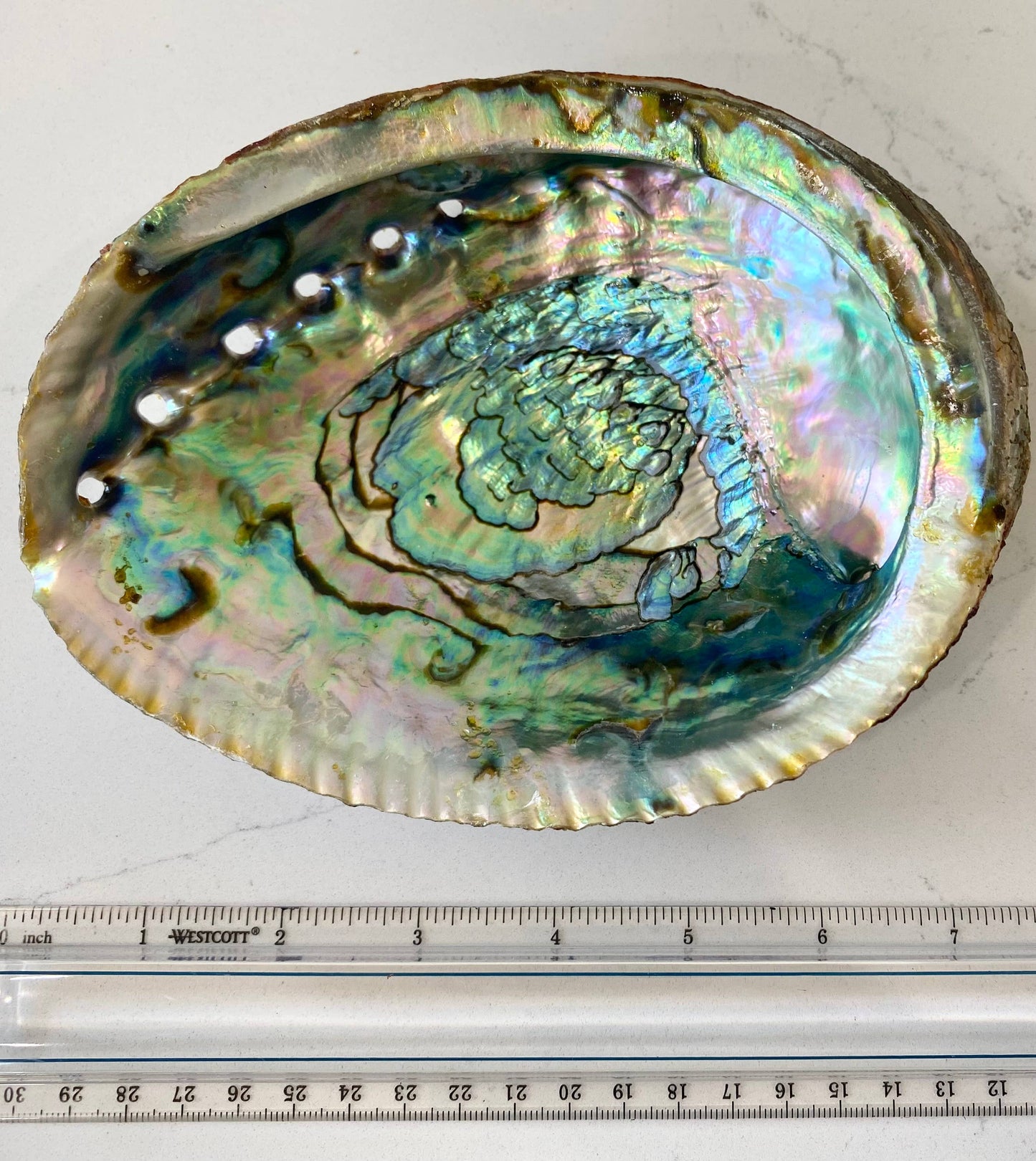 Natural Abalone Shells