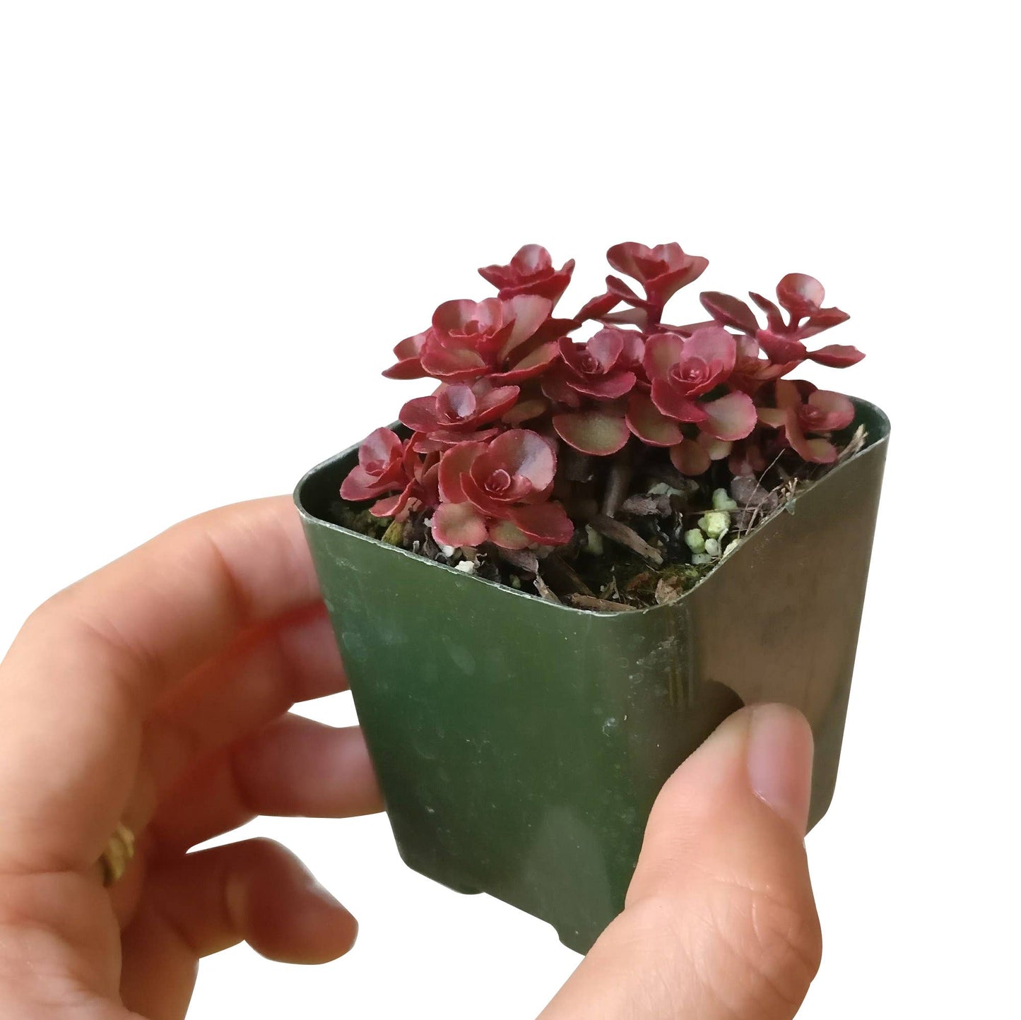 Dragon's Blood Sedum