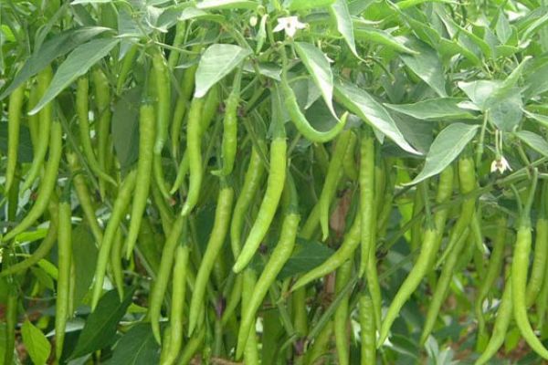 Indian Long Green Chili Seeds for Planting – High Yield, Non-GMO Vegetable Seeds for Home Garden and Farming