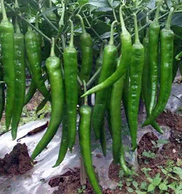 Indian Long Green Chili Seeds for Planting – High Yield, Non-GMO Vegetable Seeds for Home Garden and Farming