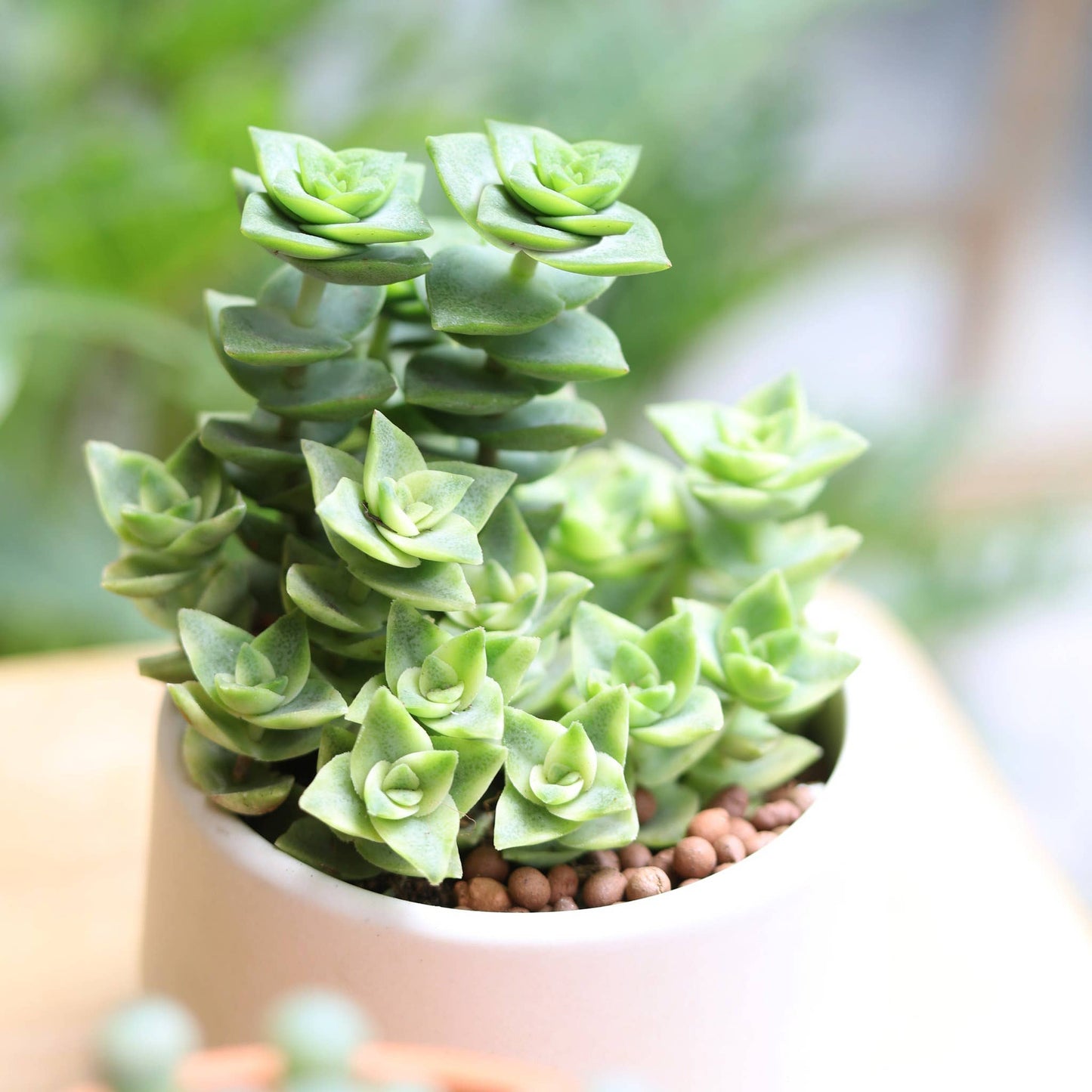 Variegated String of Buttons - Rare Succulent
