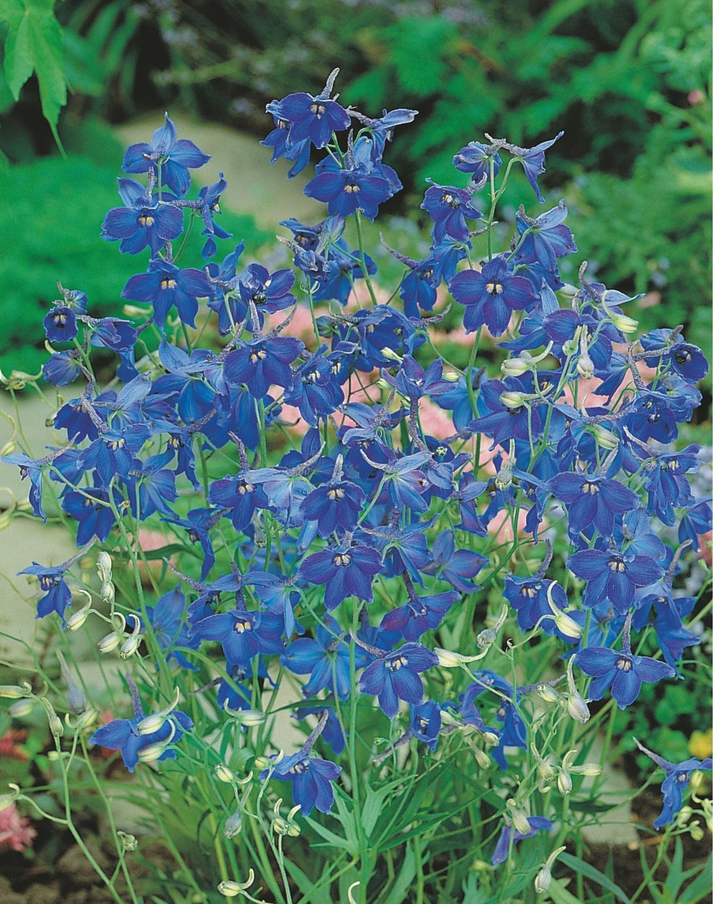 Delphinium belladonna Flower Seeds for Planting – Heirloom & Non-GMO Spikes of Blue Blooms for Cottage Gardens & Cut Flower Beds