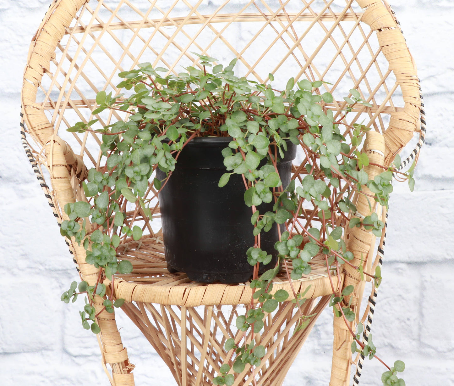Silver Baby Tears, Pilea Glauca