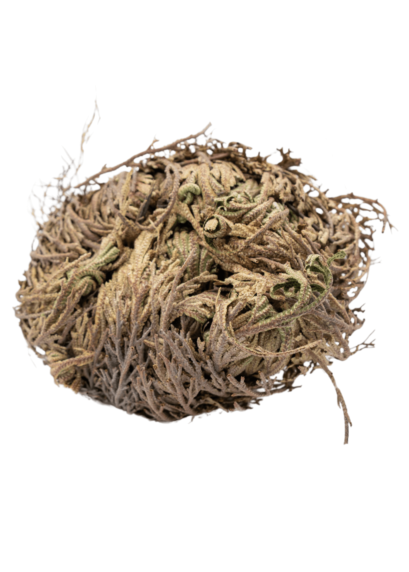 Rose of Jericho Doradilla Flower