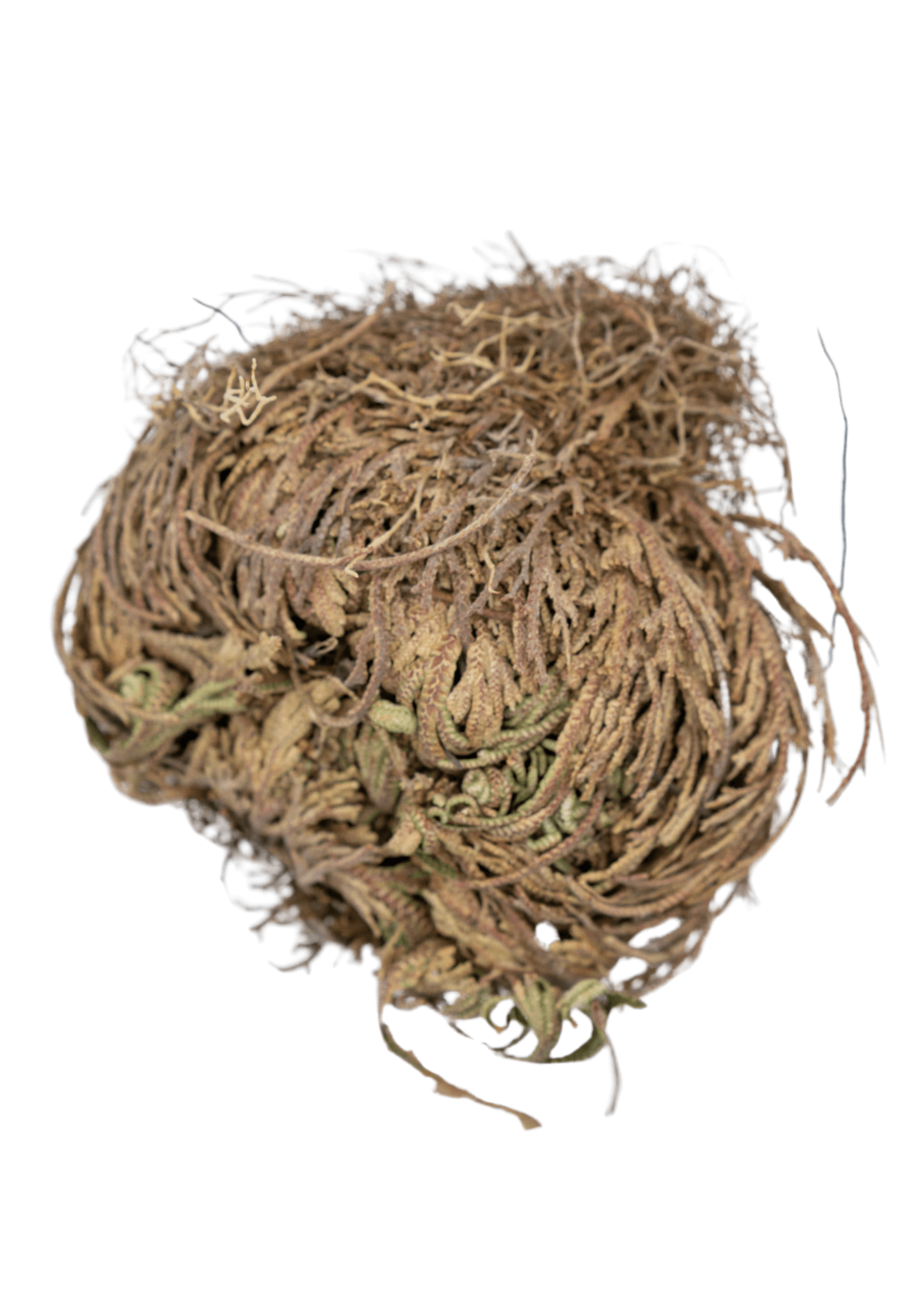 Rose of Jericho Doradilla Flower