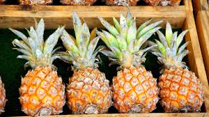 Queen Victoria Pineapple Fruit Seeds – Heirloom Variety for Unique Garden-Grown Pineapples