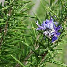 Tuscan Blue Rosemary Herb Seeds – Heirloom, Non-GMO, High Germination Organic Garden Seeds for Planting