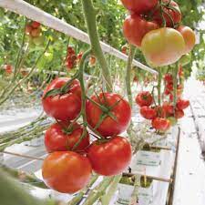 Greenhouse Winter Tomato Seeds – High-Acid Hybrid Vegetable Seeds for Planting, Ideal for Pickling and Cooking