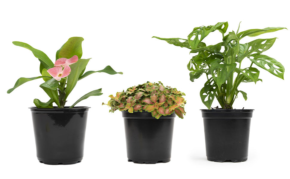 Mystery Mini Plant Bundle