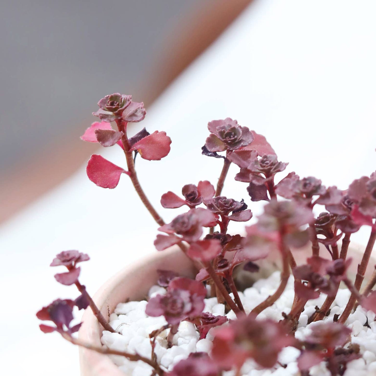 Dragon's Blood Sedum