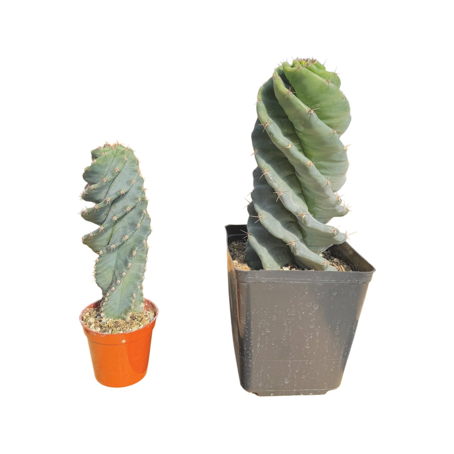 Cereus forbesii spiralis | Sprial Cactus