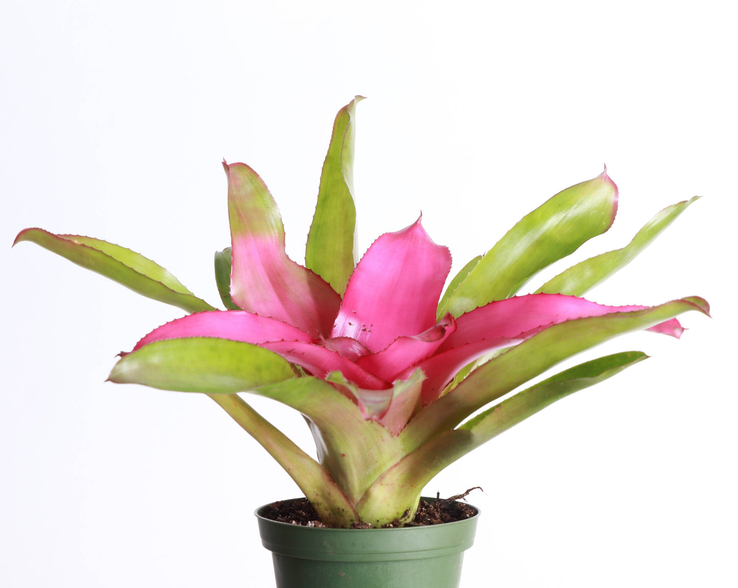 Bromeliad Neoregelia 'Neos' - Live Plant - Assorted