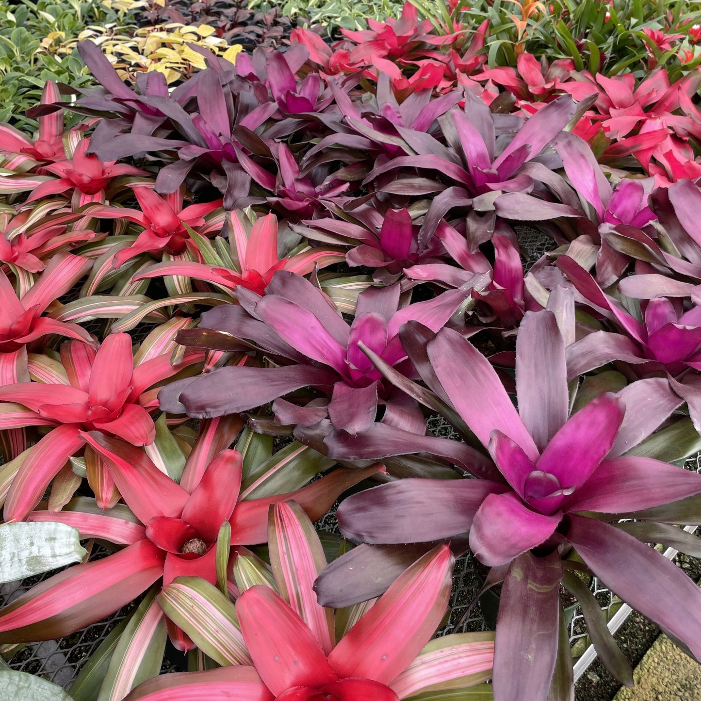 Bromeliad Neoregelia 'Neos' - Live Plant - Assorted