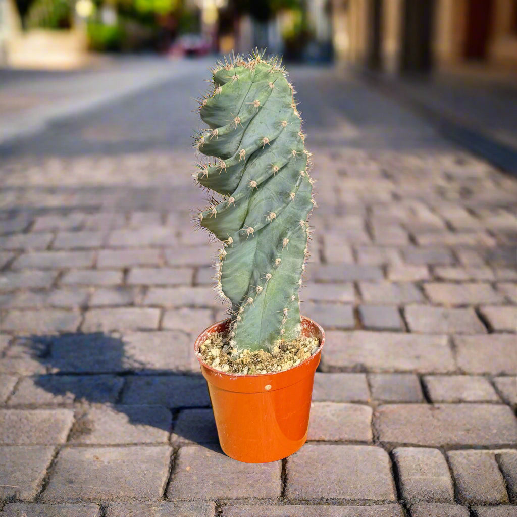 Cereus forbesii spiralis | Sprial Cactus