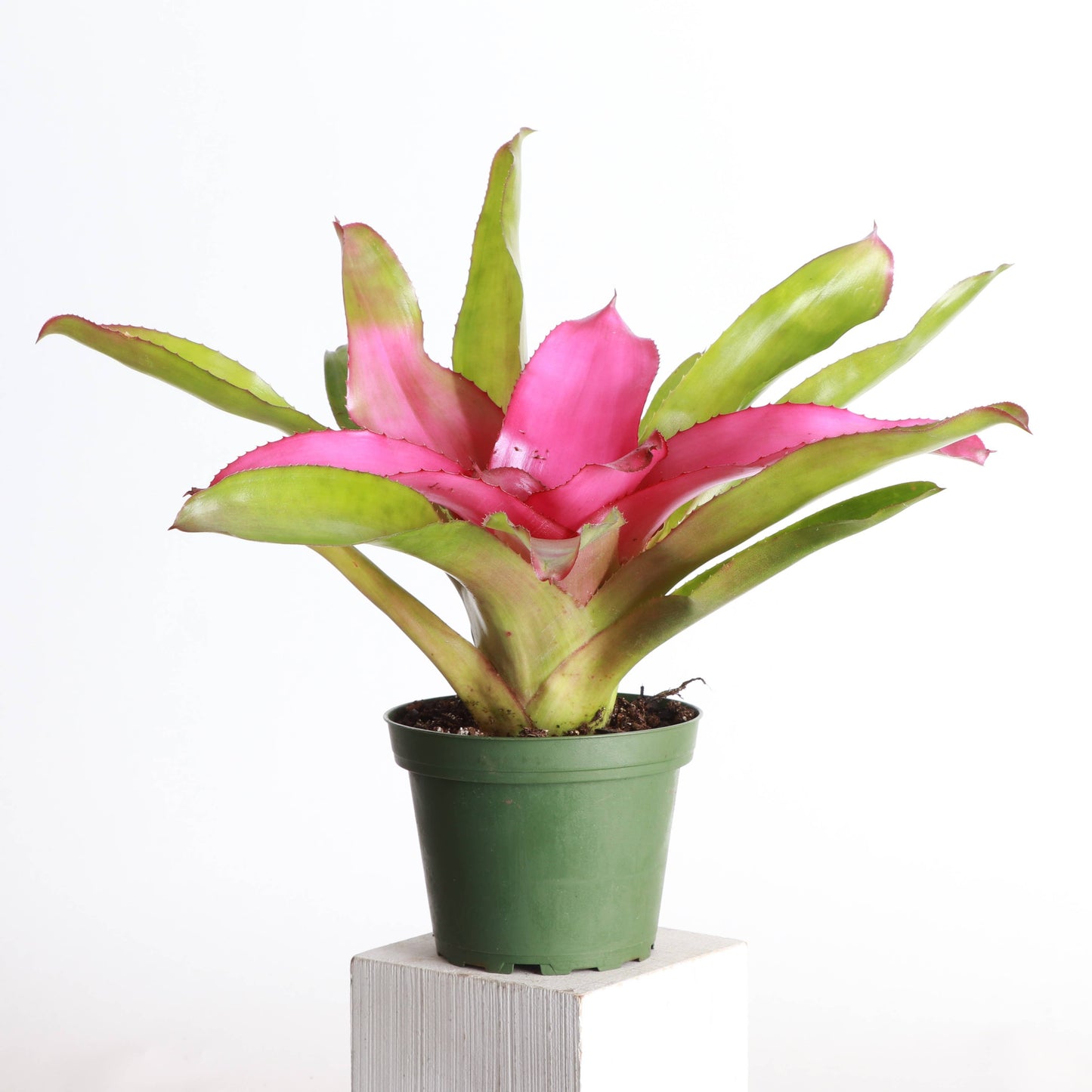 Bromeliad Neoregelia 'Neos' - Live Plant - Assorted