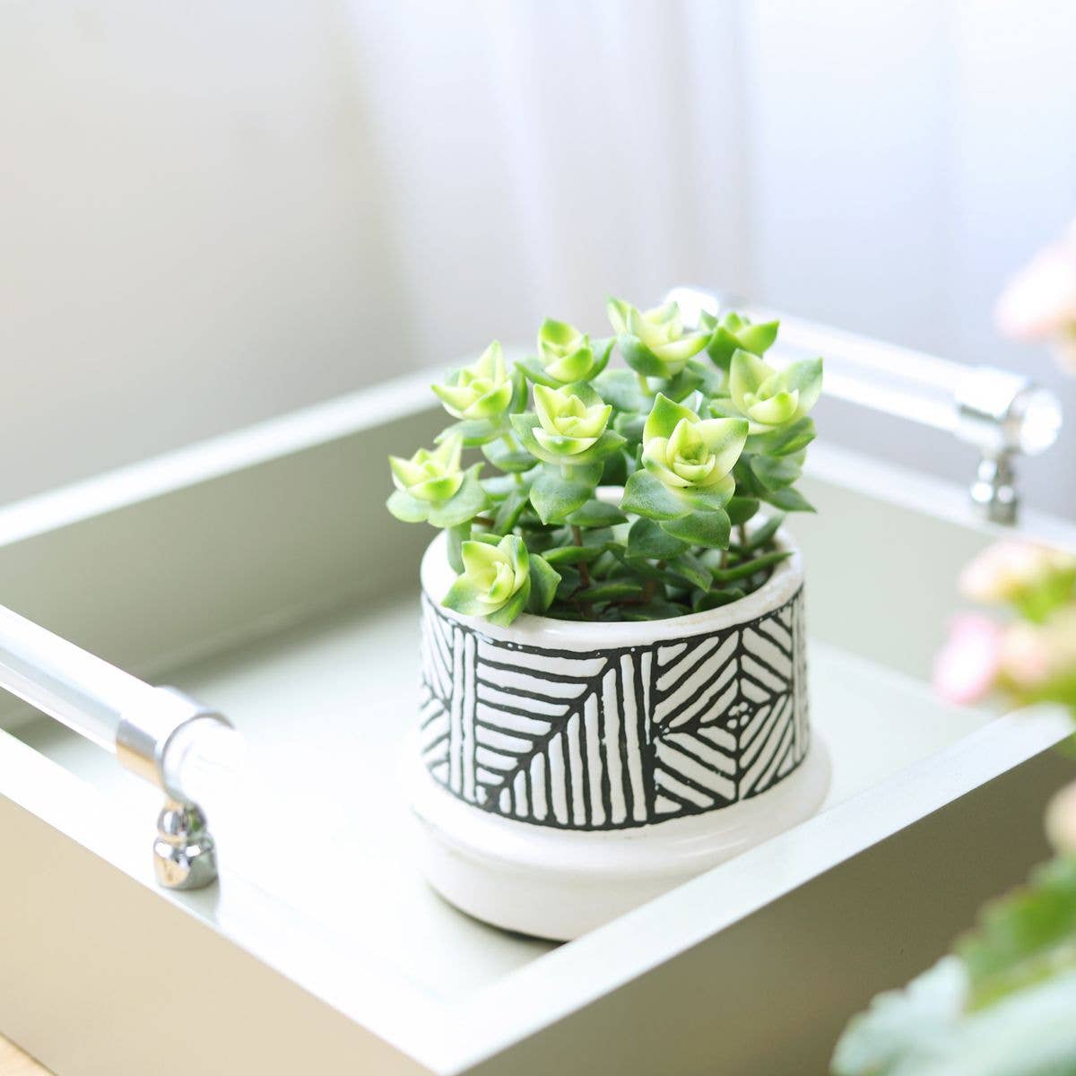 Variegated String of Buttons - Rare Succulent