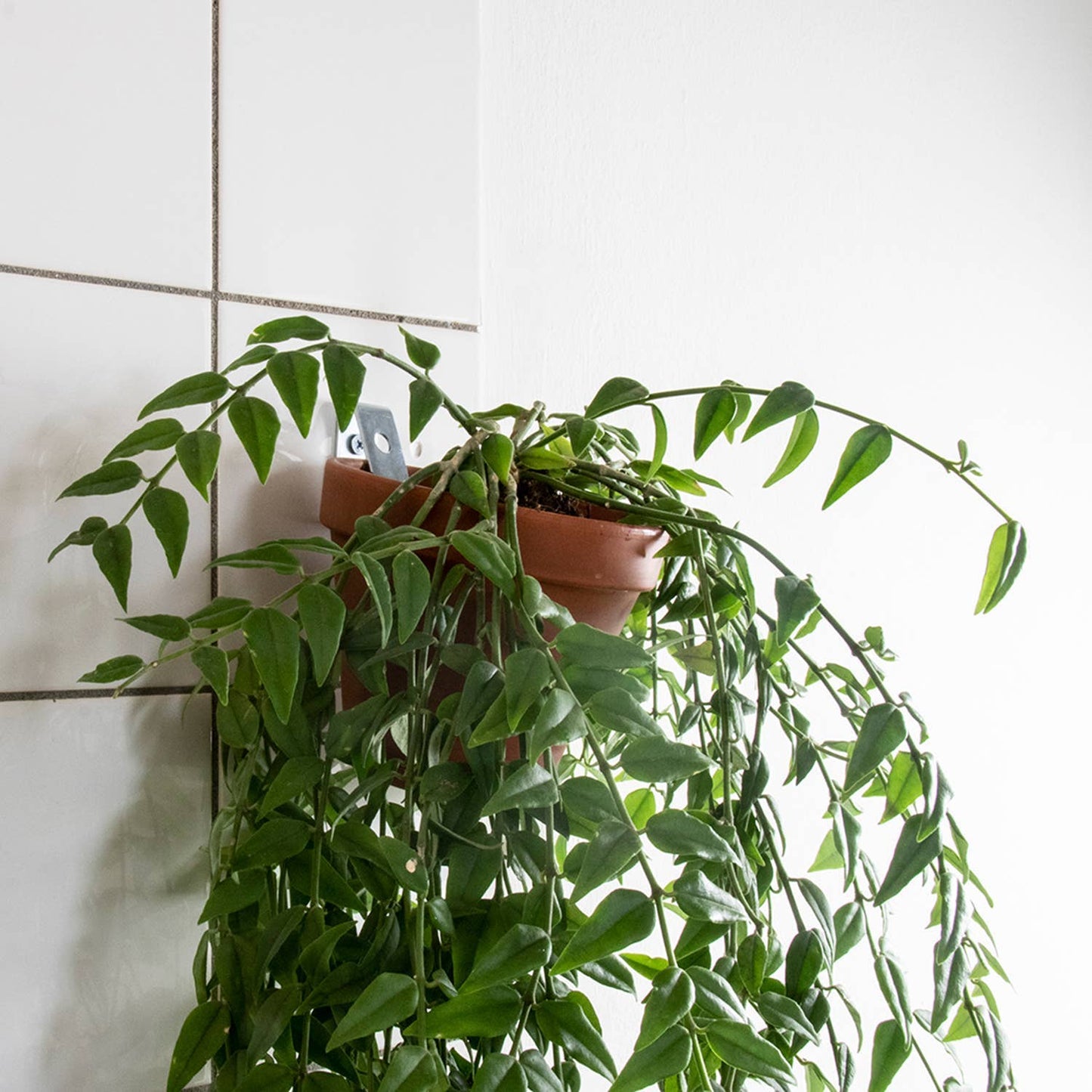 Wall mounting kit for 5 plant pots