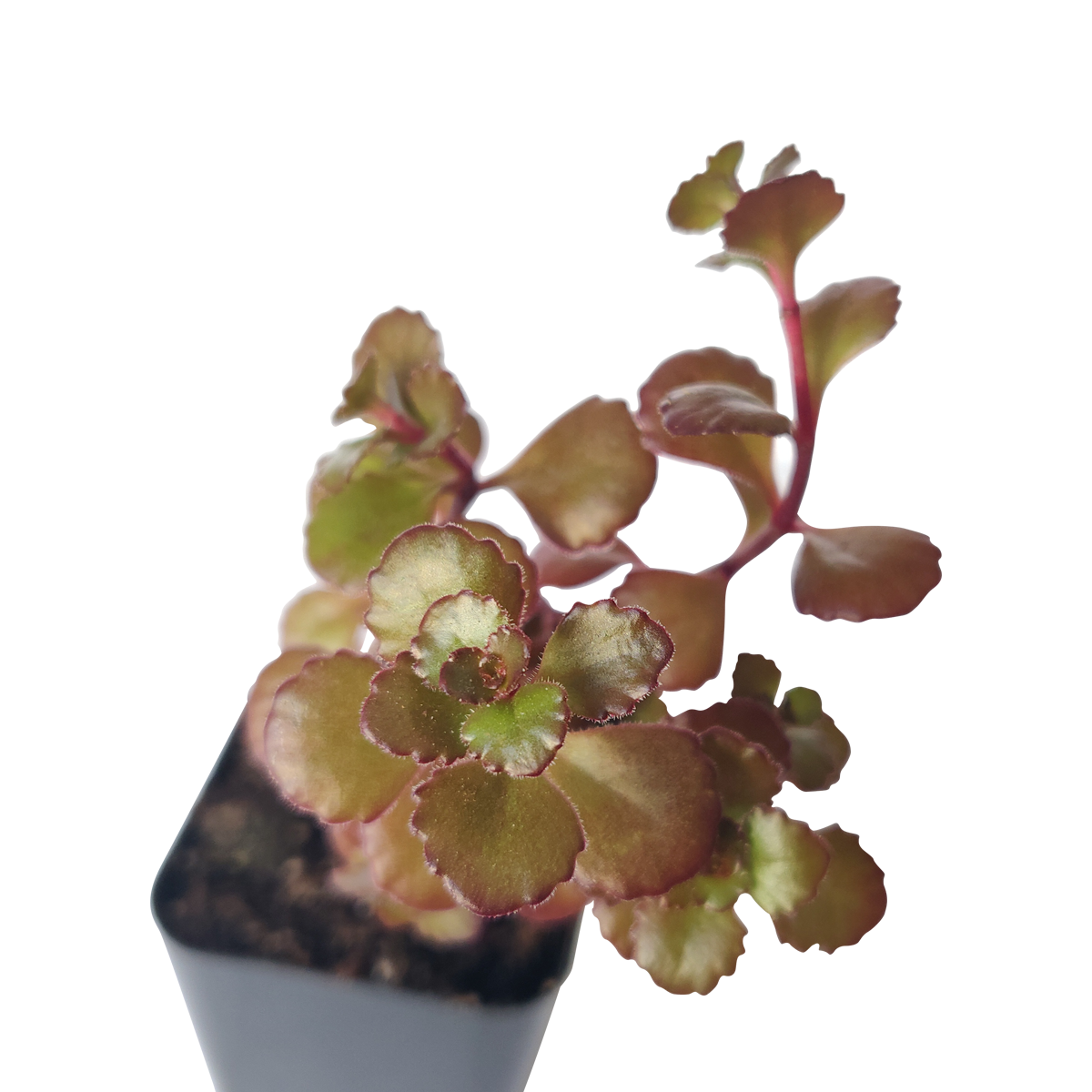 Dragon's Blood Sedum
