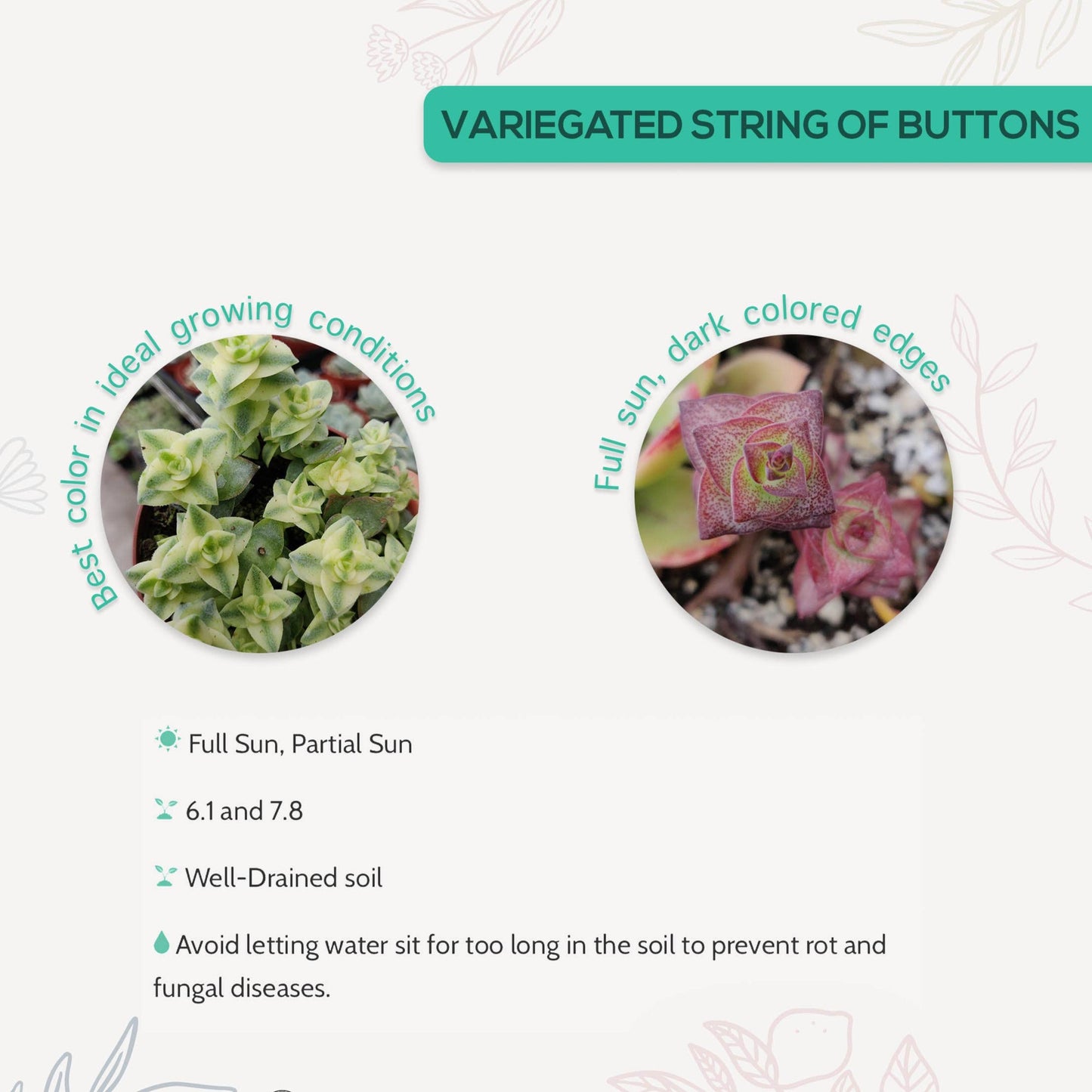 Variegated String of Buttons - Rare Succulent