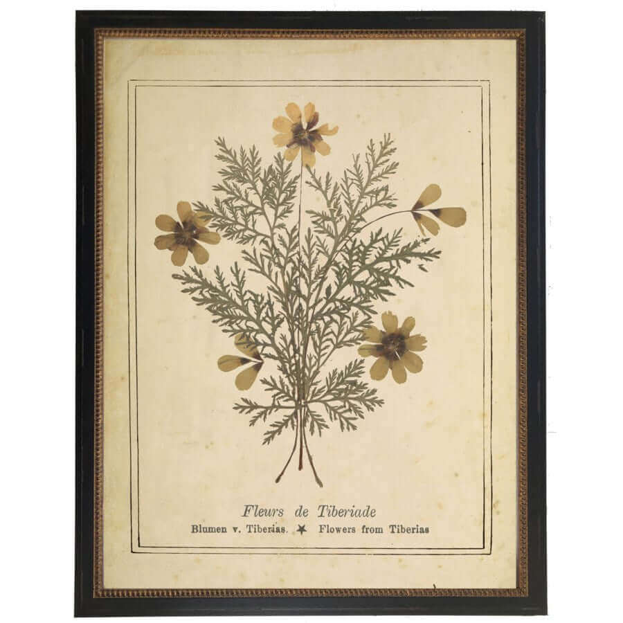 Flowers from The Mount of Olives Victorian Vintage Bookplate Print in Black Beaded Frame