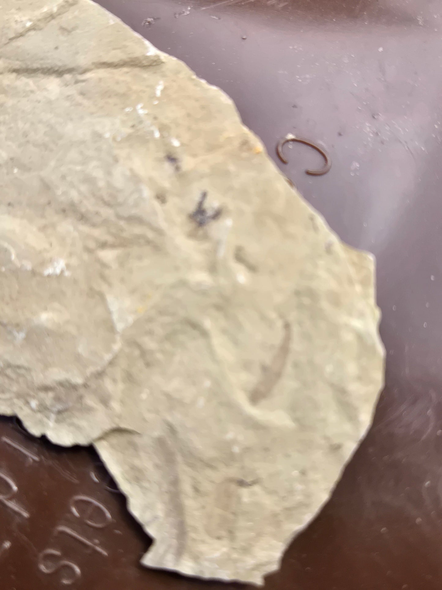Fossil Dragonfly larvae w fly