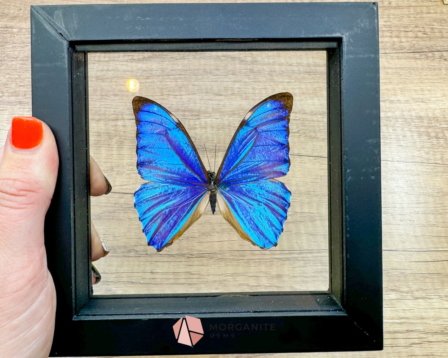 Framed Blue Morpho Butterfly – Exquisite Natural Art for Your Home