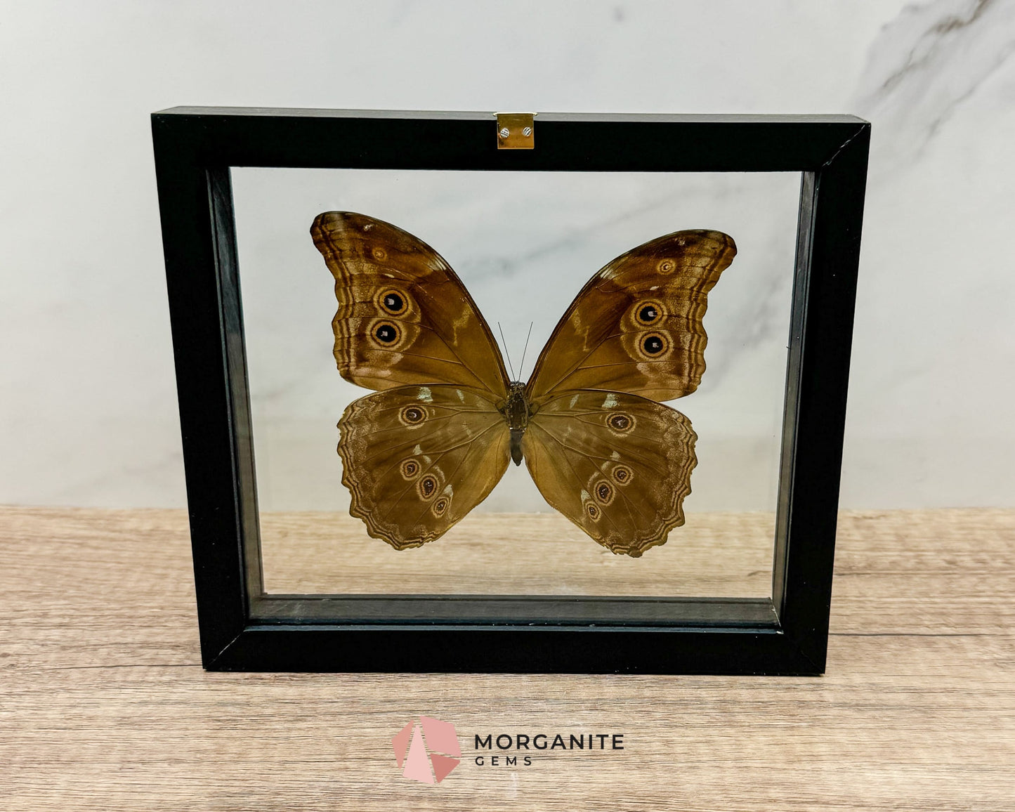Framed Blue Morpho Butterfly – Exquisite Natural Art for Your Home