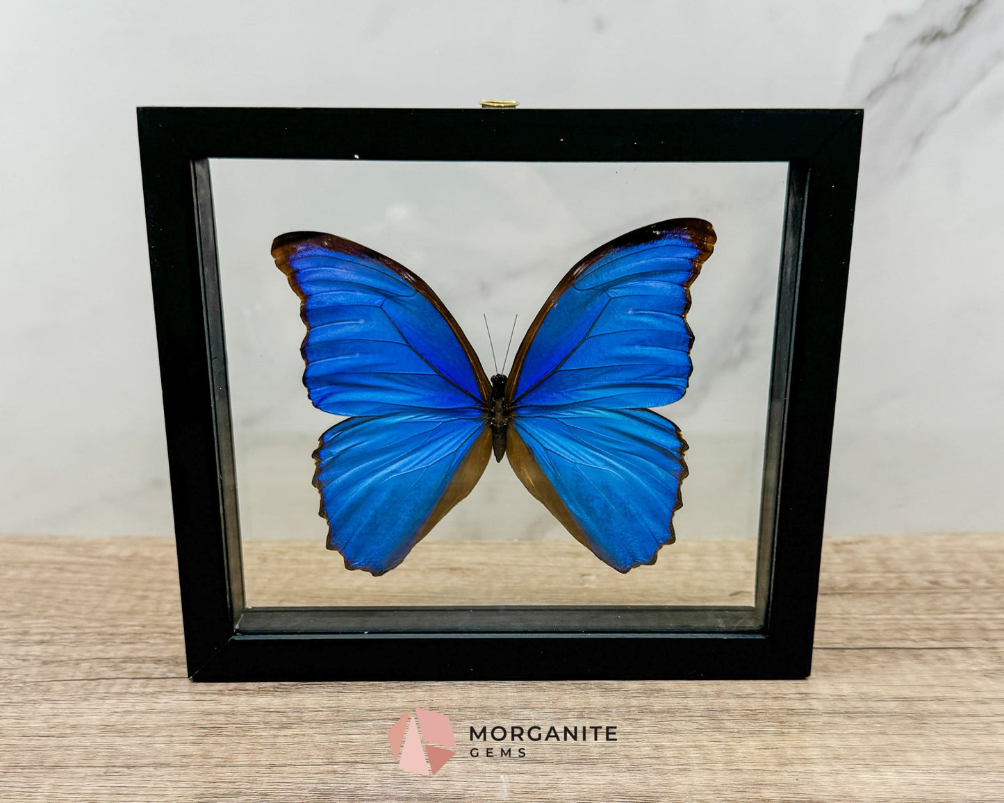 Framed Blue Morpho Butterfly – Exquisite Natural Art for Your Home
