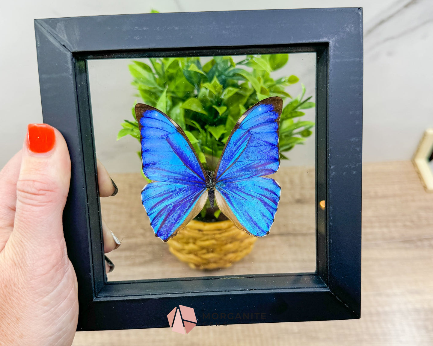 Framed Blue Morpho Butterfly – Exquisite Natural Art for Your Home