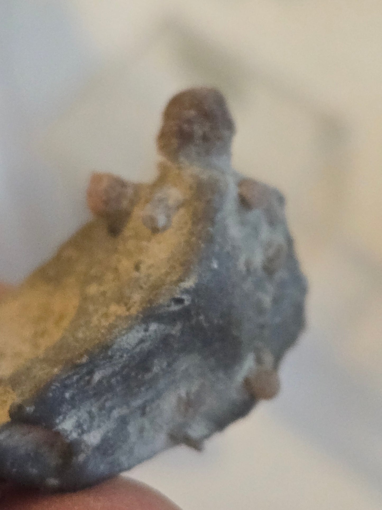 Gastropod in matrix