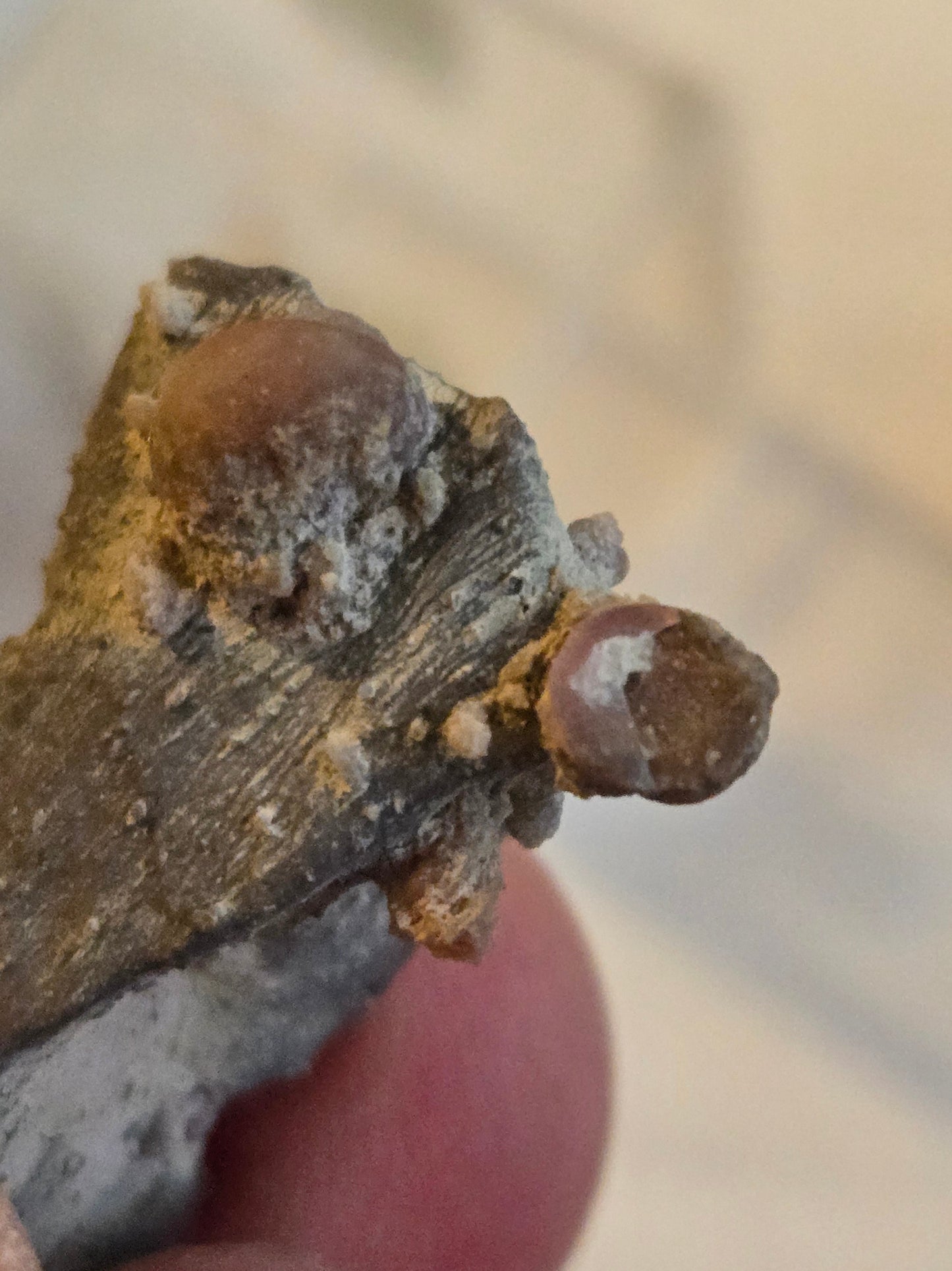 Gastropod in matrix