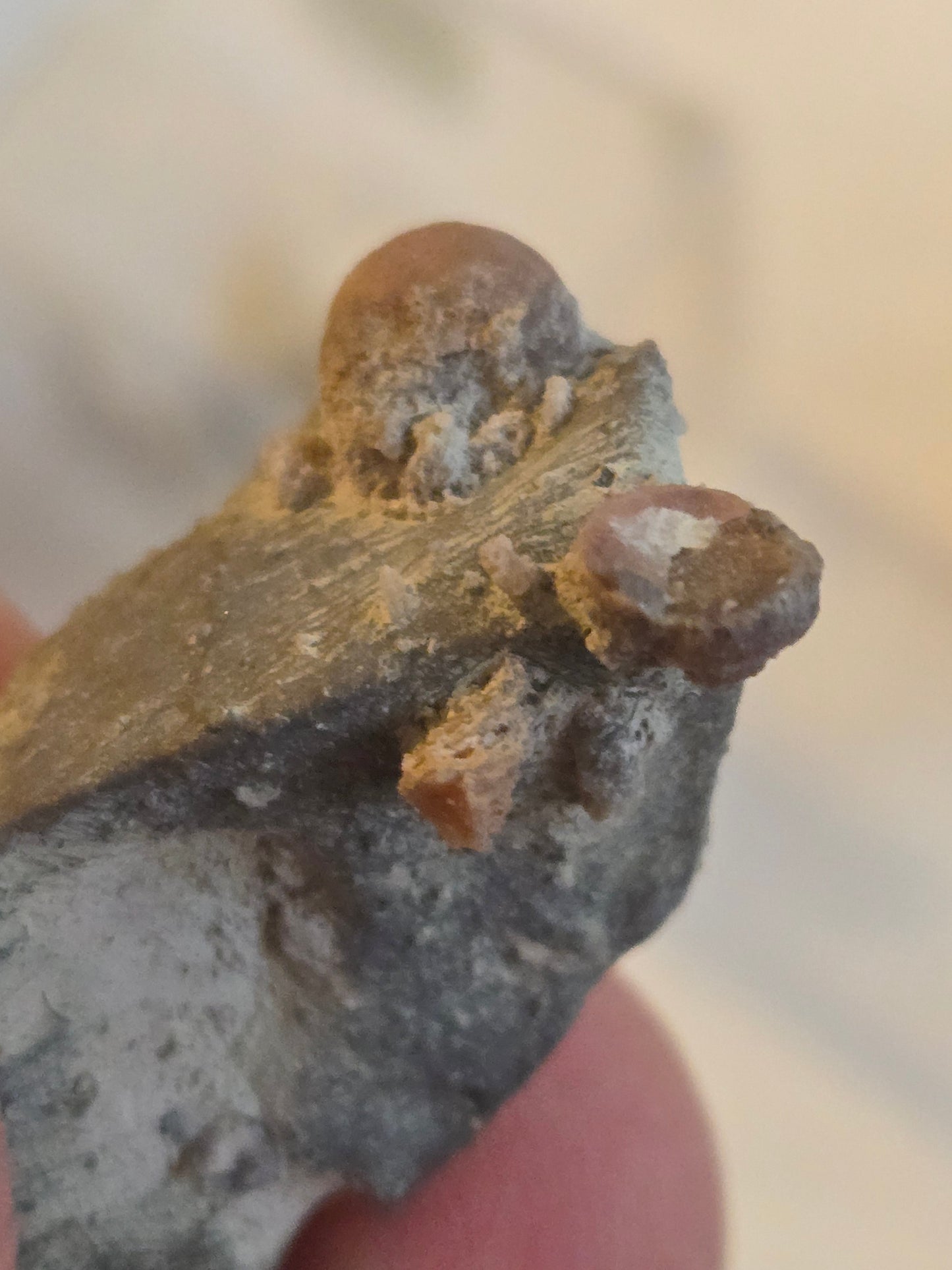 Gastropod in matrix