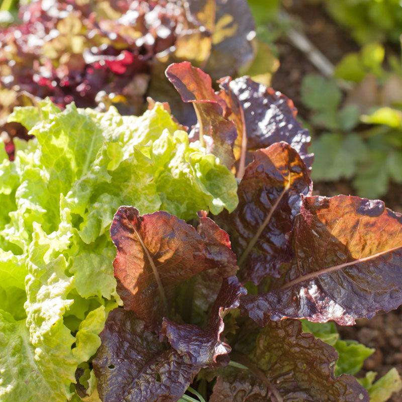 Lettuce Seeds, Gourmet Mix (Organic)