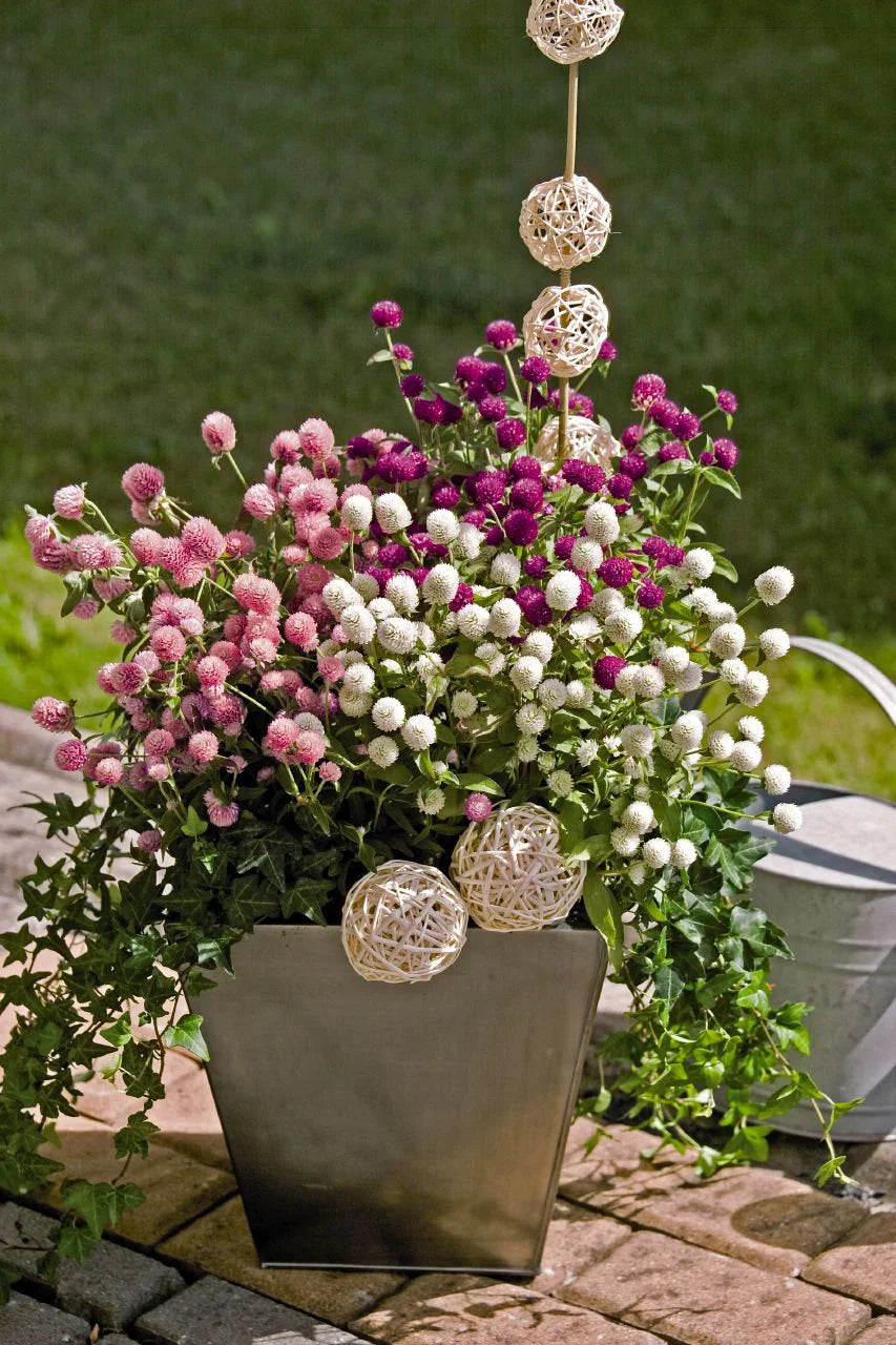 Gomphrena Flower Seeds for Planting – Heirloom & Non-GMO Globe Amaranth, Drought-Tolerant Blooms