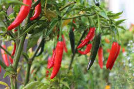 Short Cayenne Pepper Seeds – Indian Dry Red Chili Vegetable Seeds for Planting, High Yield, Non-GMO, Heirloom Variety