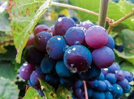 Concord Grape Fruit Seeds - Sweet Black Grapes for Garden Vines