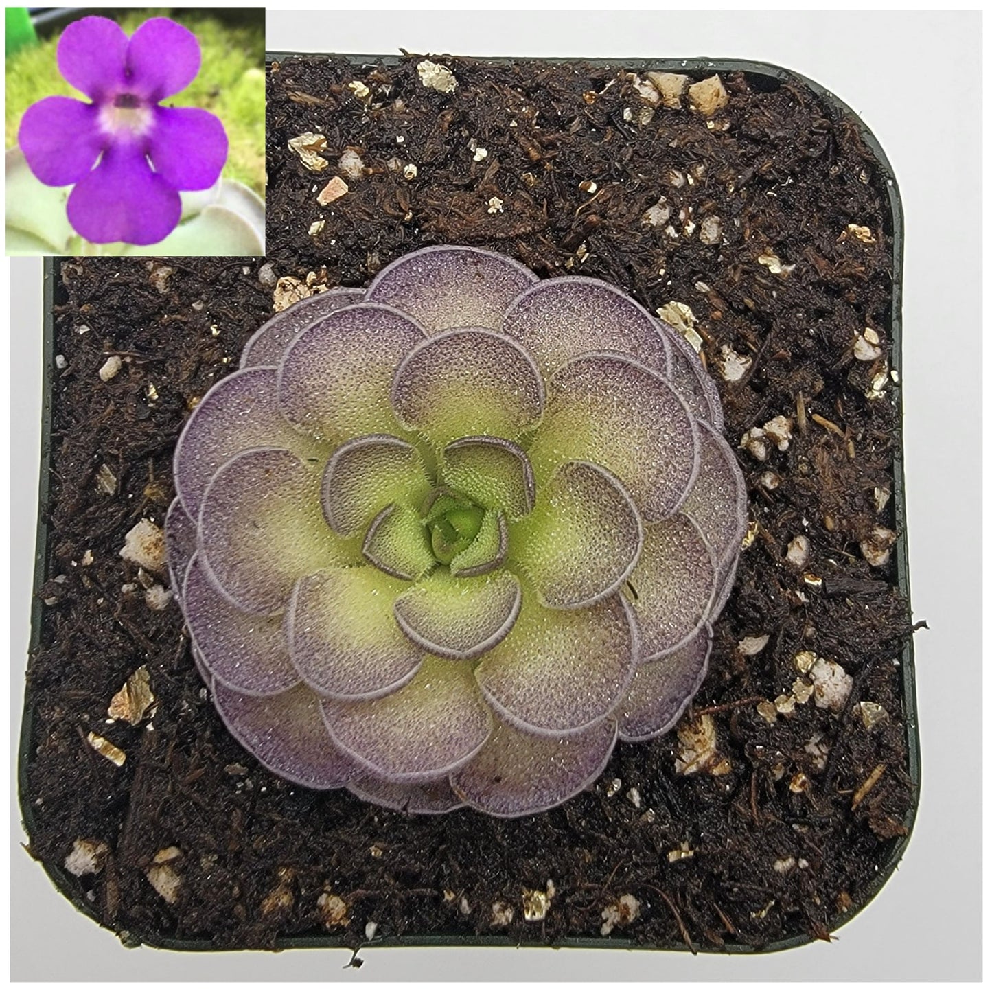 Pinguicula cyclosecta {Dulces Nombres, Nuevo León} – Rare Mexican Carnivorous Butterwort | Live Plant