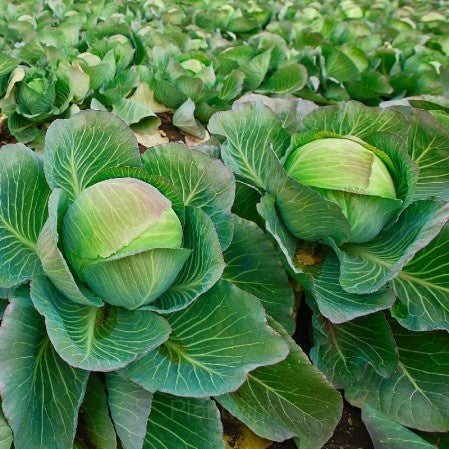 Hybrid Cabbage Seeds for Planting – High Yield, Non-GMO Vegetable Seeds for Home Garden and Commercial Farming