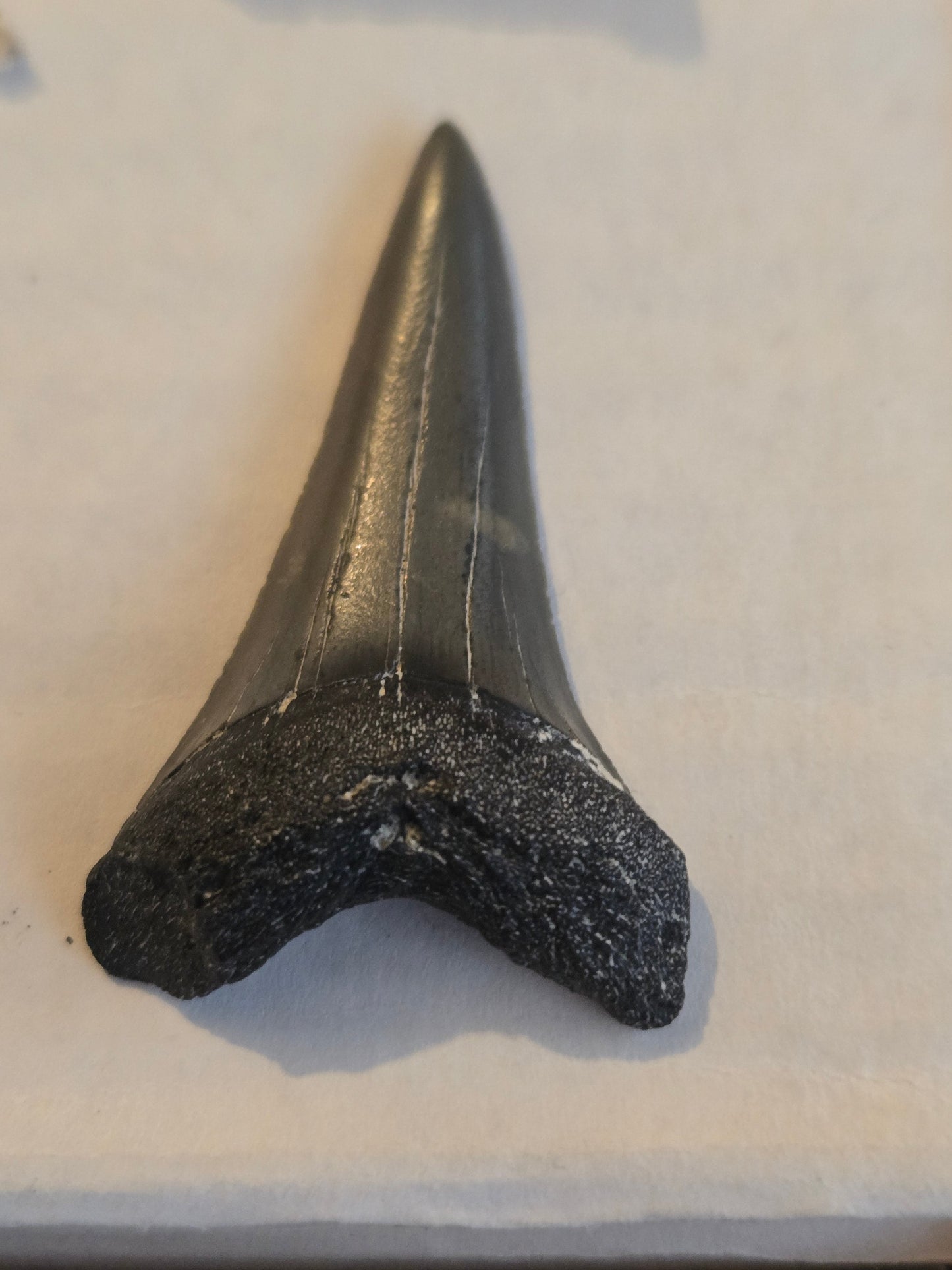 Mako tooth