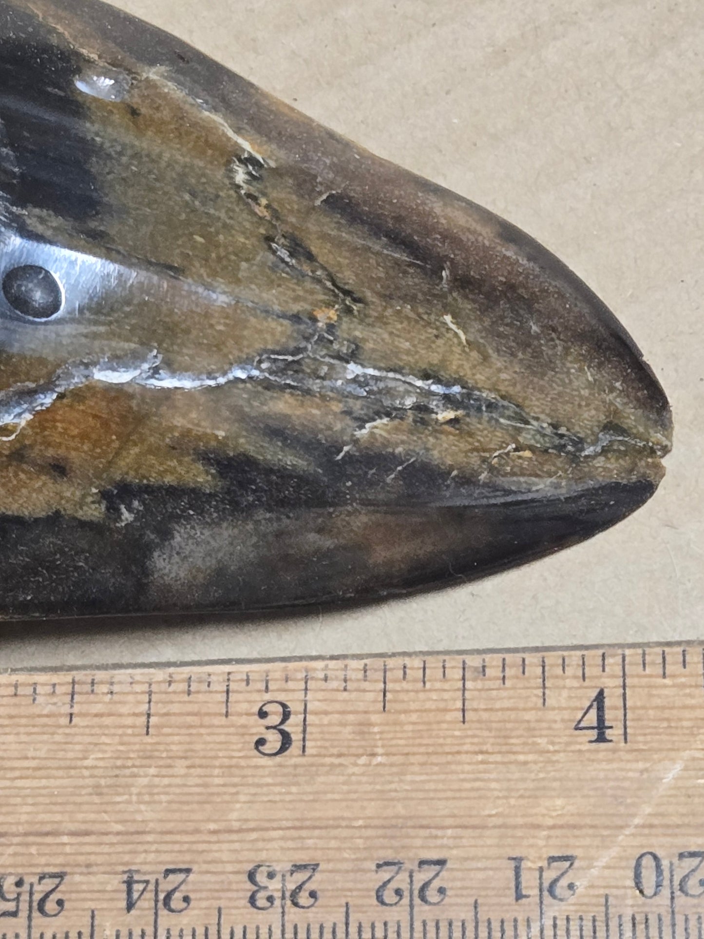 Megalodon Tooth – 4" Polished Fossil Specimen