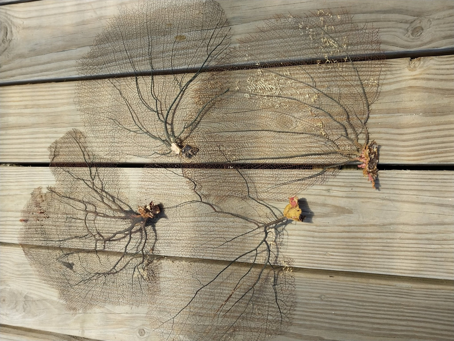 Natural Black Sea Fan Coral Bahama/ Caribbean Gorgonia