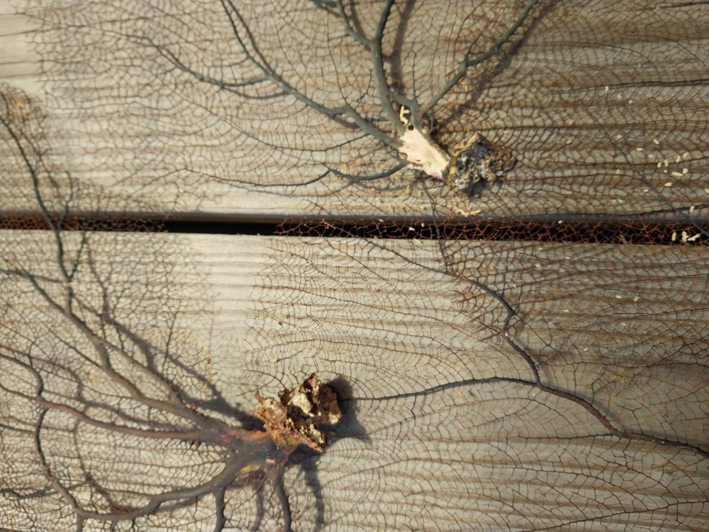 Natural Black Sea Fan Coral Bahama/ Caribbean Gorgonia