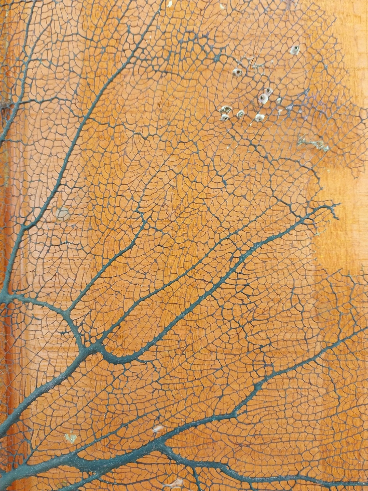 Natural Black Sea Fan Coral Bahama/ Caribbean Gorgonia