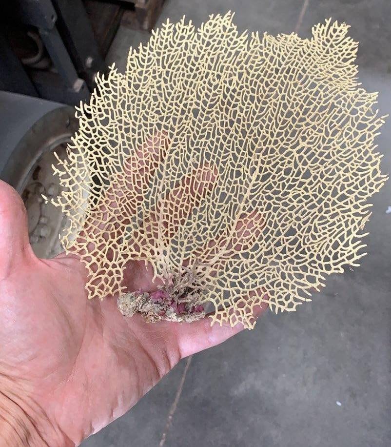 Natural Dried Bahama Sea Fan Coral Coastal Home Decor Floral Arrangement Mermaid Crown Craft Supplies Coastal Home Decor Small Medium Large