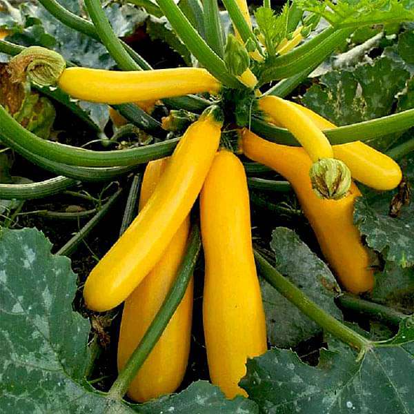 Yellow Zucchini Squash Vegetable Seeds for Planting – Heirloom & Non-GMO Garden Seeds