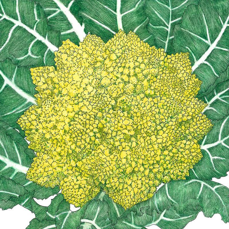 Broccoli Seeds, Romanesco (Organic)