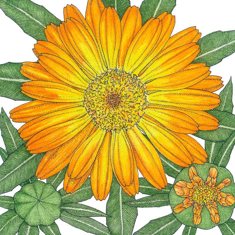 Calendula, Orange, Seeds (Organic)