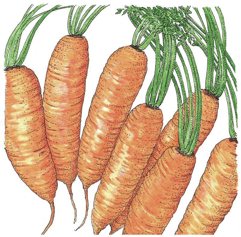 Carrot Seeds, Little Finger (Organic)
